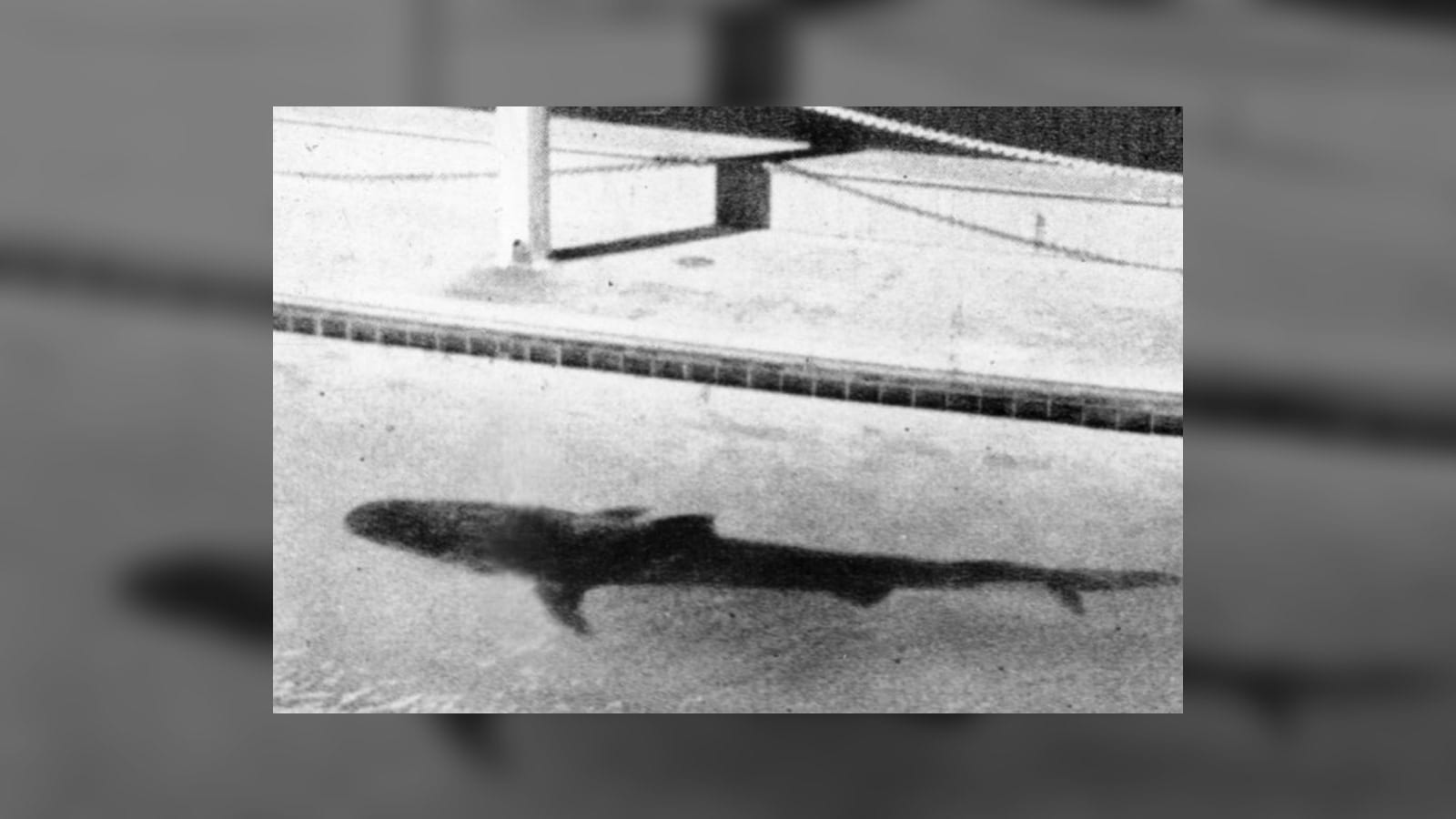 El brazo de tiburón: cómo una pista cercenada expuso el hampa de Sídney