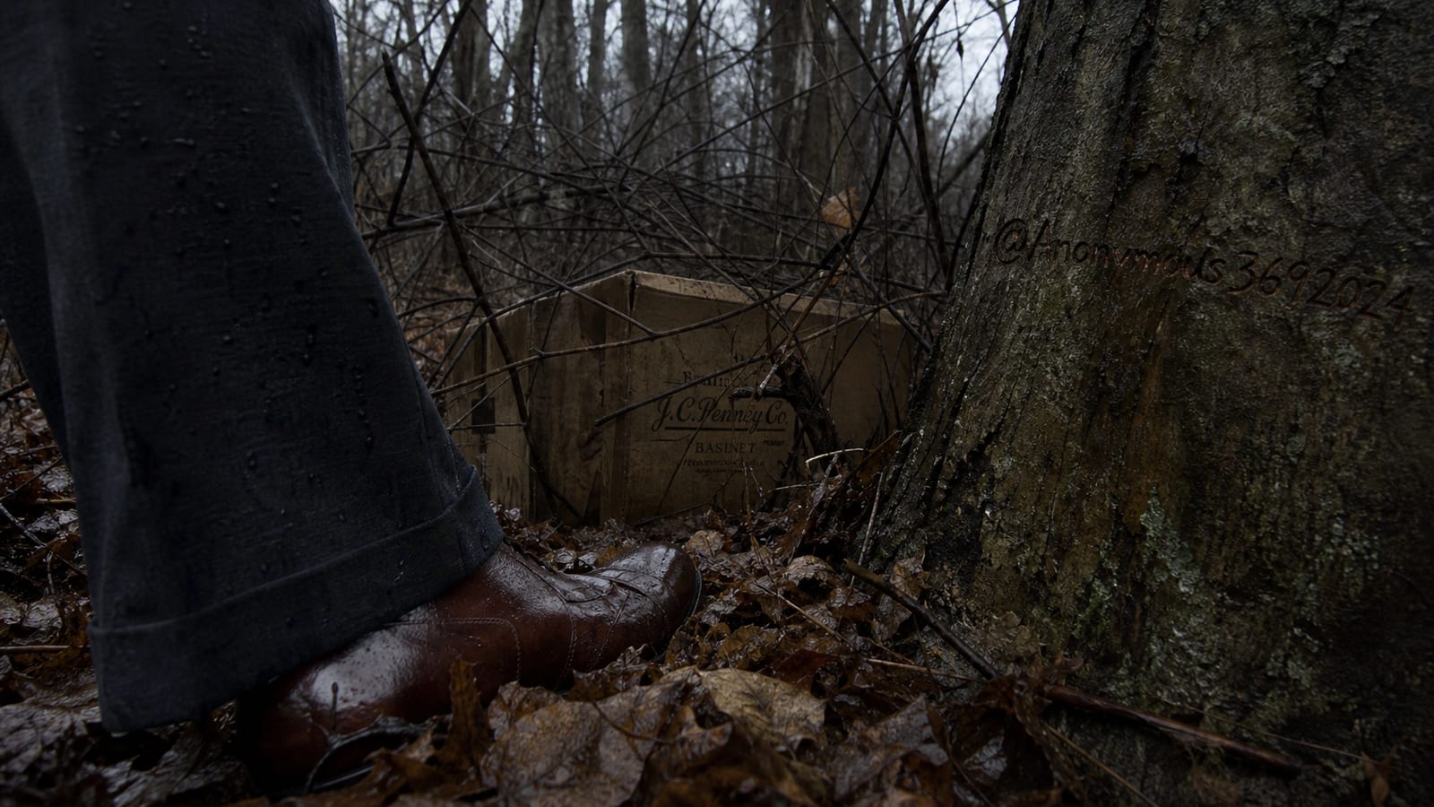 The Bassinet Box in the Woods