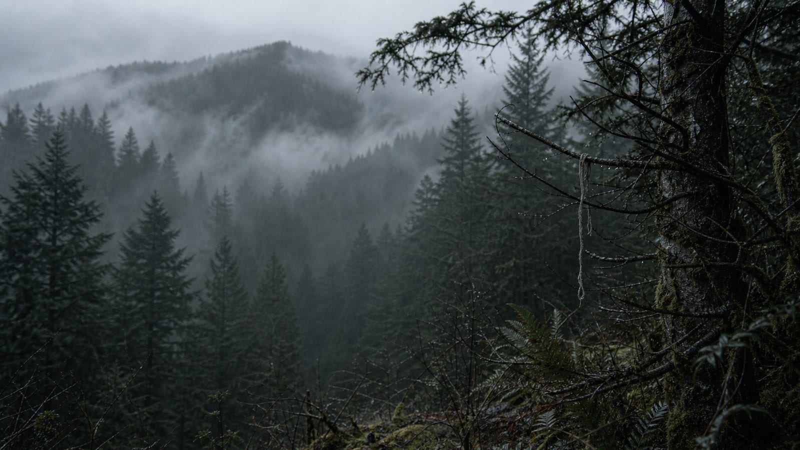 Fog-covered Pacific Northwest forest where the hijacker's fate remains unknown