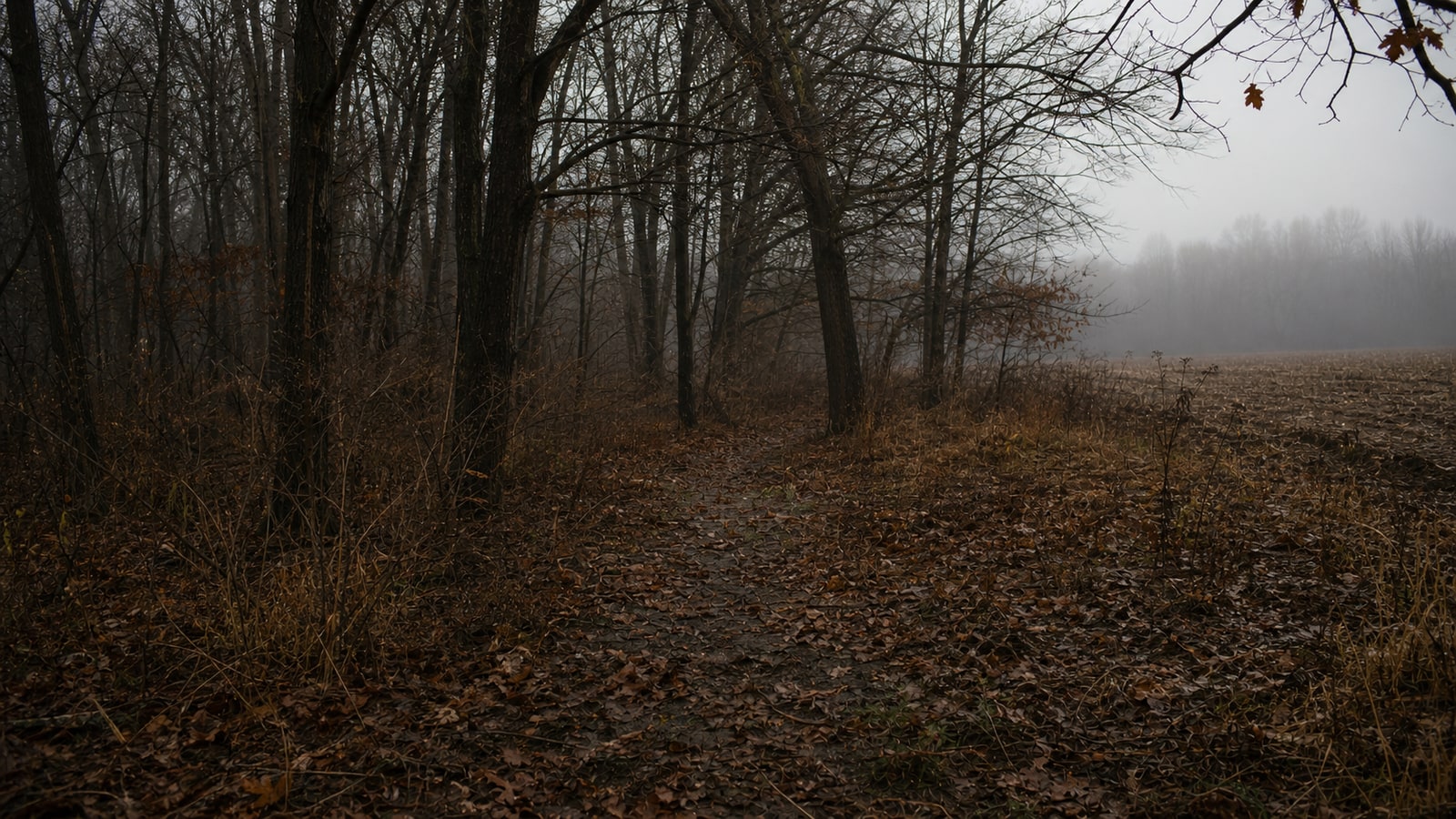Bare trees and a misty late-November field in rural Indiana, representing the Johnson County woods where the Burger Chef victims were found.