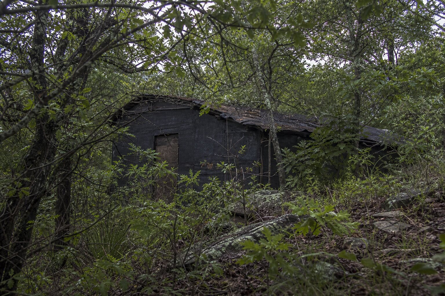 A weathered shack hidden in dense Oklahoma brush evokes the Cookson Hills terrain searched during the Gene Leroy Hart manhunt.