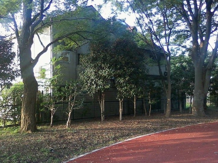 Archival Commons image of the park side of the Miyazawa family home area in Setagaya.